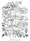 Justicia scandens