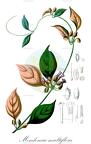 Mendoncia multiflora