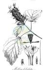 Mellera lobulata