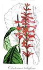 Odontonema tubaeforme