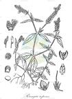 Rungia repens