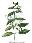 Rhinacanthus nasutus