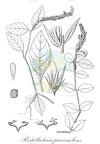 Rostellularia procumbens