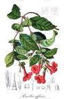 Ruellia affinis