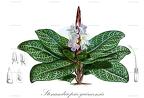 Stenandriopsis guineensis