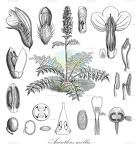 Acanthus mollis