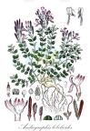 Andrographis lobelioides