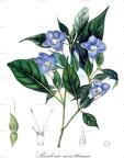 Barleria arnottiana