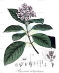 Bravaisia integerrima