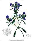 Brunoniella australis