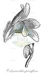 Codonacanthus pauciflorus