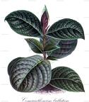 Cosmianthemum bullatum