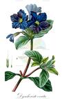 Dyschoriste ovata