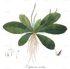 Elytraria nodosa