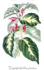 Graptophyllum pictum