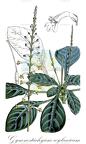 Gymnostachyum ceylanicum