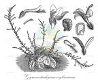 Gymnostachyum ceylanicum