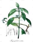 Hygrophila costata