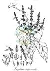 Isoglossa origanoides