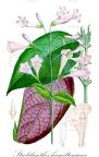 Strobilanthes hamiltoniana