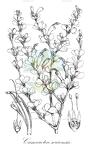 Camarotea souiensis