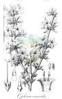 Oplonia vincoides