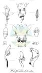 Whitfieldia lateritia
