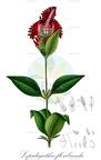 Lepidagathis floribunda