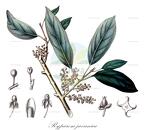 Ryparosa javanica