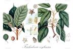 Trichadenia zeylanica
