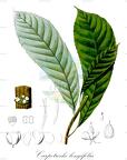 Carpotroche longifolia