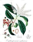 Erythrospermum zeylanicum