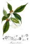 Mayna odorata
