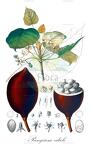 Pangium edule