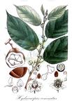 Hydnocarpus venenatus