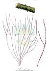 Acrochaetium