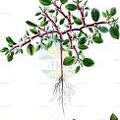 Trianthema portulacastrum