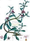 Sesuvium portulacastrum