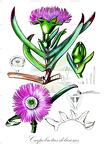 Carpobrotus edulis