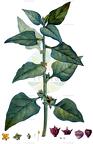 Tetragonia tetragonoides