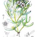 Oscularia lunata