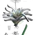 Acrodon bellidiflorus