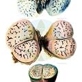Dinteranthus vanzylii