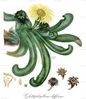 Glottiphyllum difforme