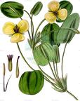 Hydrocleys nymphoides