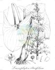 Limnophyton obtusifolium