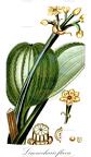 Limnocharis flava