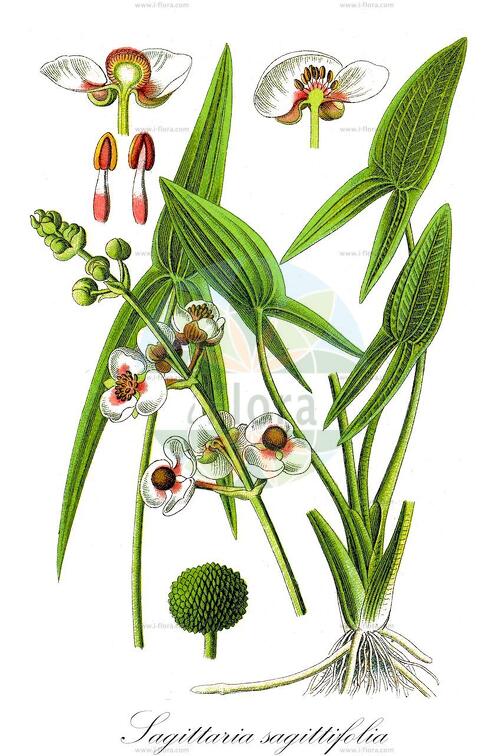 Sagittaria sagittifolia