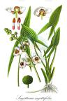 Sagittaria sagittifolia