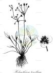 Helanthium tenellum